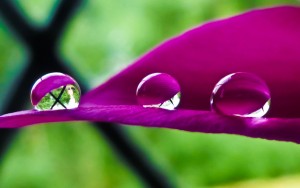 drops-in-the-petal-lilac