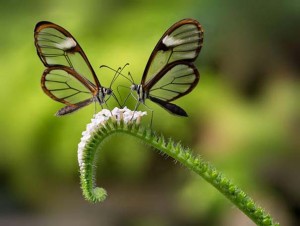 butterflies lovers