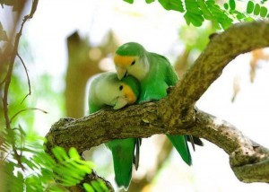 PROTS LOVEBIRDS COME CLOSE TOGETHER