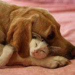 dog-cat hug